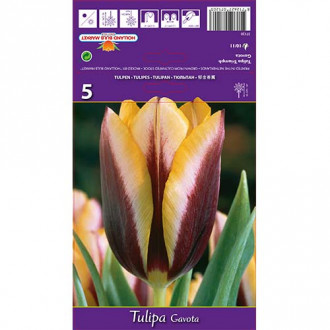 Tulipan Triumph Gavota interface.image 5