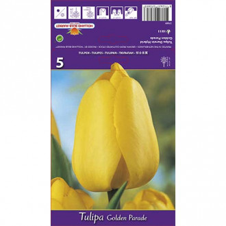 Tulipan Darwina Golden Parade interface.image 3