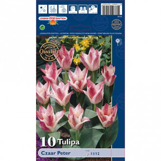 Tulipan Greiga Czaar Peter interface.image 4