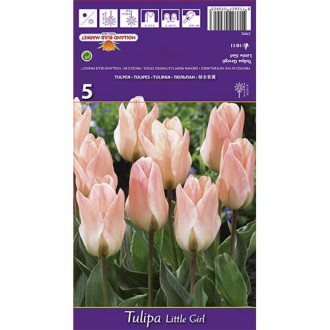 Tulipan Greiga Little Girl interface.image 5