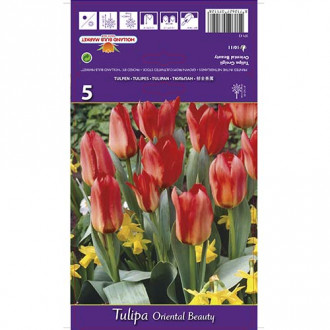 Tulipan Greiga Oriental Beauty interface.image 2