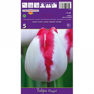 Tulipan Triumph Playgirl interface.image 2