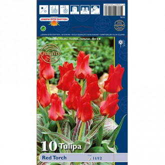 Tulipan Greiga Red Torch interface.image 3