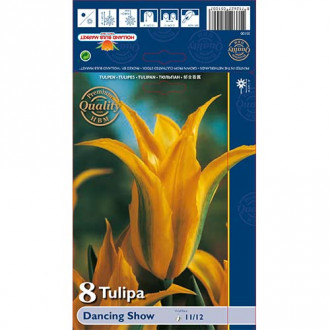 Tulipan Viridiflora Dancing Show interface.image 3