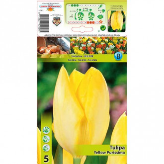 Tulipan Fostera Yellow Purissima interface.image 3