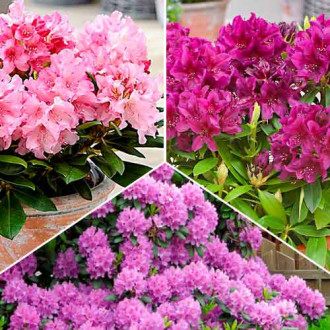 Super oferta! Zestaw Rhododendronów, 3 sadzonki interface.image 4
